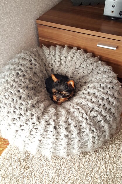 Foto gato relaxando na cama em casa