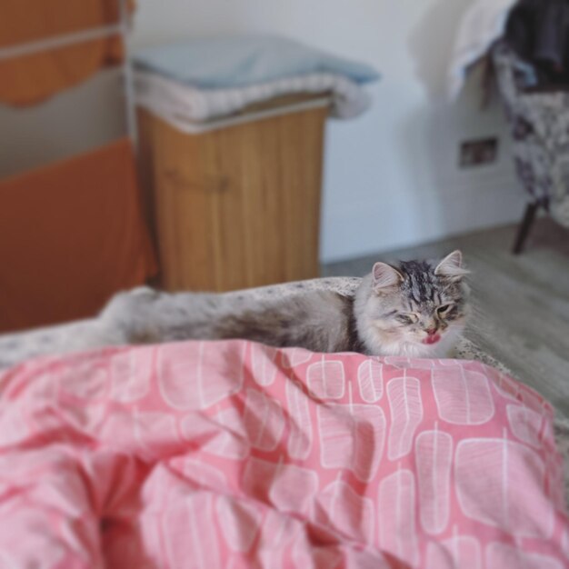 Gato relaxando na cama em casa