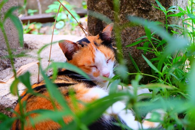 Foto gato relaxando no campo