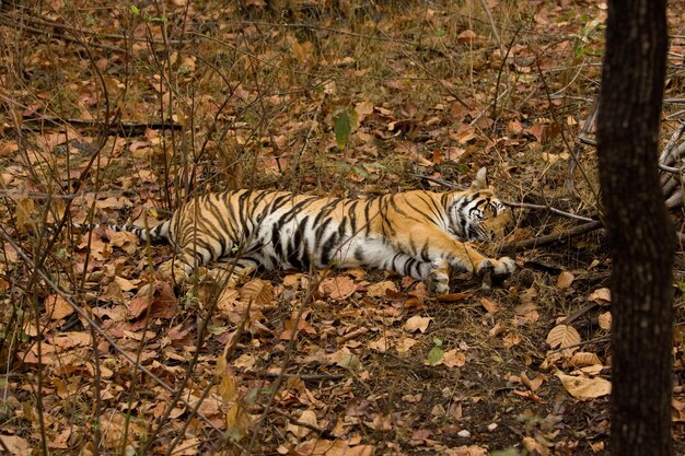 Gato relaxando no campo