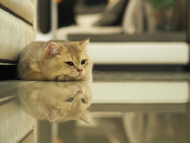 Foto gato relaxando no chão com reflexo em casa