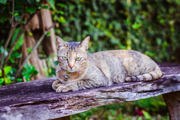 Foto gato relaxando no jardim