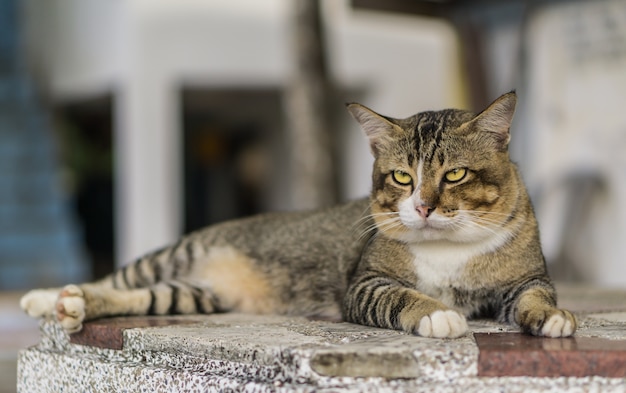 Gato relaxando