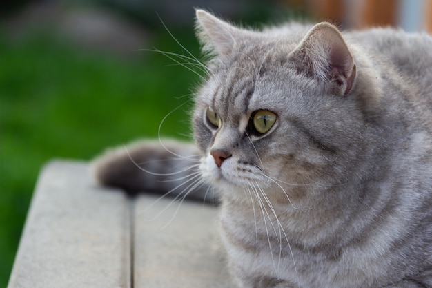 Gato reto escocês cinzento sentado lá fora.