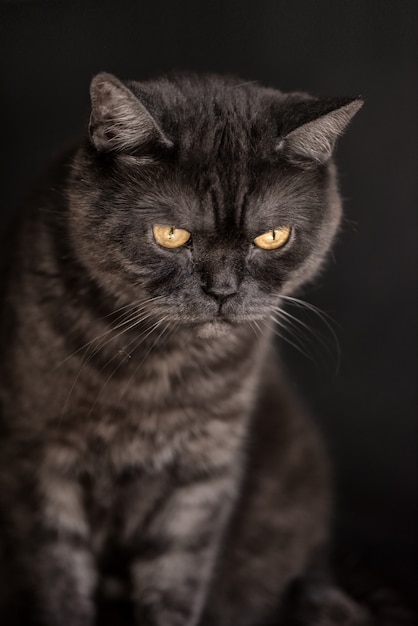 Gato reto escocês de gato malhado preto com olhos amarelos