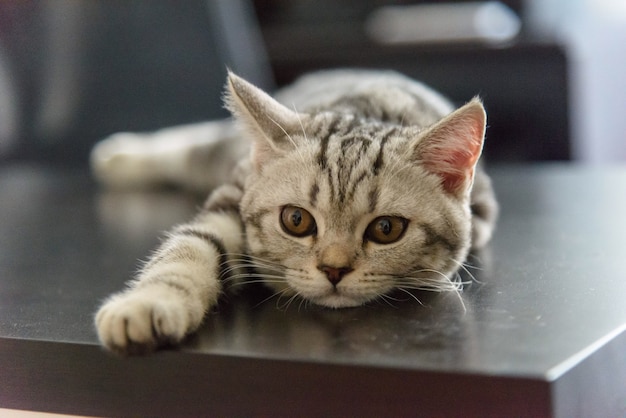 Gato reto escocês de prata