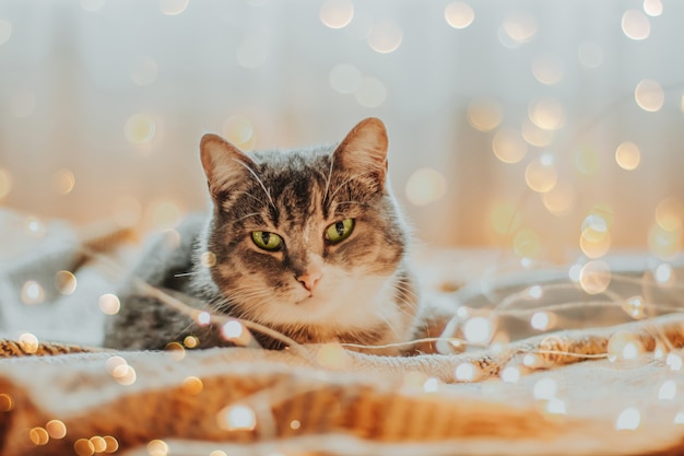 Foto gato rodeado de luces navideñas