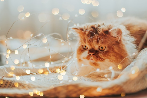 Foto gato rodeado de luces navideñas