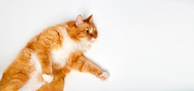 Gato rojo acostado sobre su espalda. Gato rojo grande de Maine Coon aislado