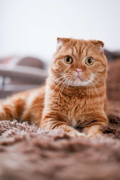 Gato rojo acostado en un sofá marrón en casa. Bonito animal de cara con grandes ojos amarillos. Transporte de mascotas.