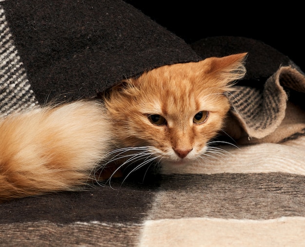 Gato rojo adulto con bigote blanco se sienta sobre una manta de lana