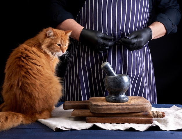 Gato rojo adulto se sienta en una mesa donde un cocinero en uniforme negro prepara la comida