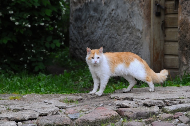 Gato rojo se aleja por una calle vacía