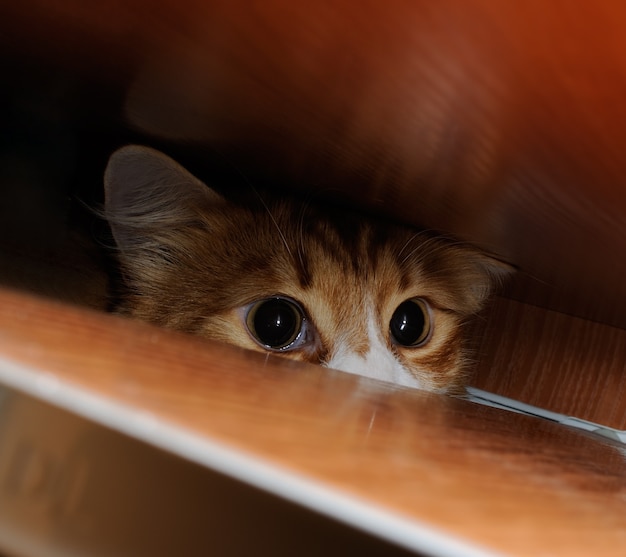 Gato rojo asomando entre las patas de la mesa