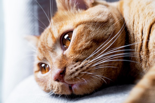 El gato rojo atigrado yace con los ojos abiertos en el sofá