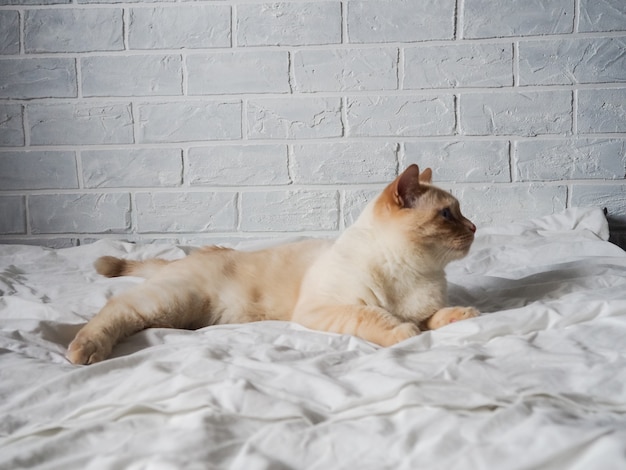 Gato rojo blanco acostado en una cama blanca contra una pared de ladrillo, descansando, trabajo independiente desde casa, profesión en línea