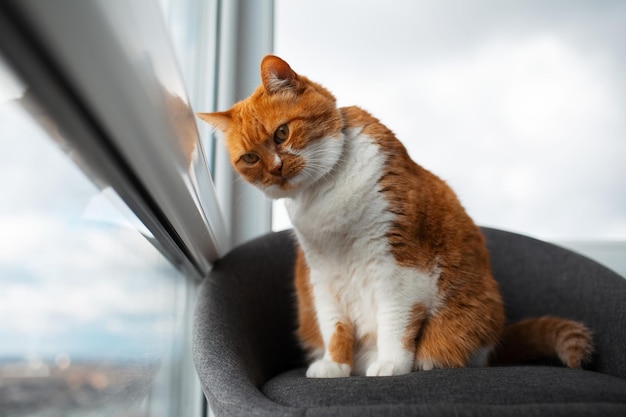 Gato rojo y blanco acostado en una silla gris y mirando a través de una ventana panorámica