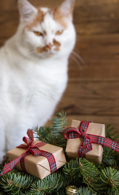 Gato rojo y blanco cerca de ramitas de abeto verde decoraciones navideñas piñas y cajas de regalo envueltas