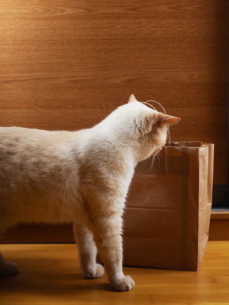 Un gato rojo blanco explora un paquete de manualidades en un entorno hogareño