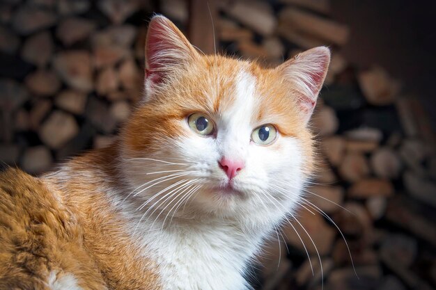 Gato rojo blanco con ojos verdes