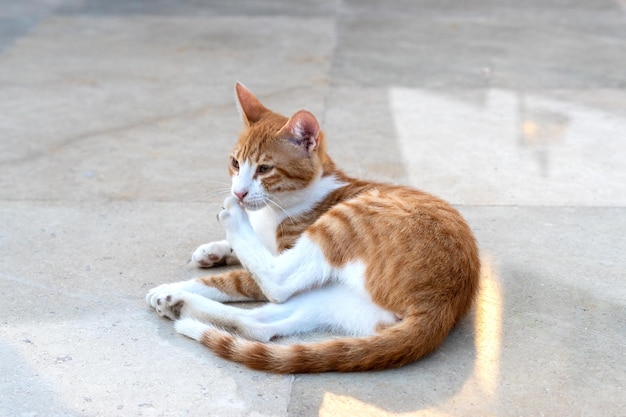 El gato rojo y blanco yace en el suelo al aire libre