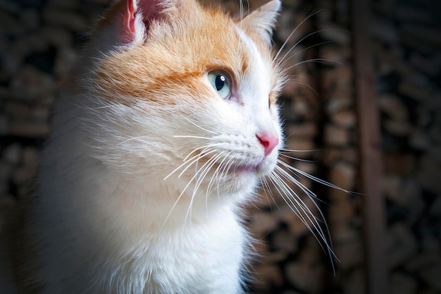 Gato rojo blanco