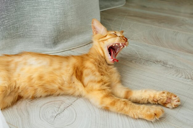 Un gato rojo con la boca abierta yace sobre un suelo de madera.