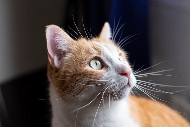 gato rojo con bonitos ojos en el interior