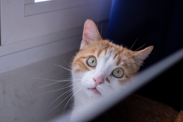 gato rojo con bonitos ojos en el interior