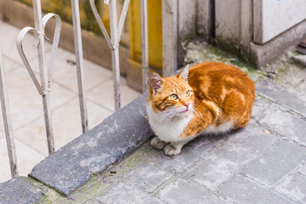 Gato rojo en la calle