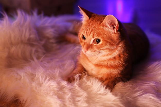 Gato rojo en casa en Navidad