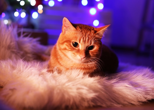 Gato rojo en casa en Navidad