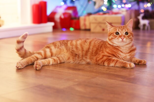 Gato rojo en casa en Navidad