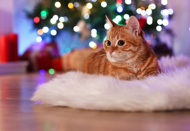 Gato rojo en casa en Navidad