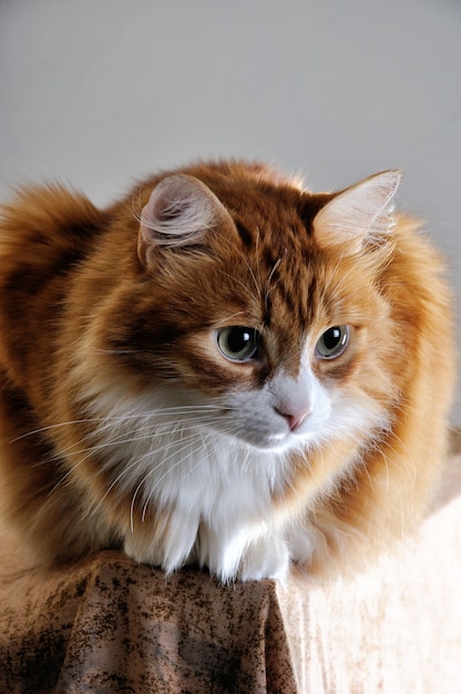 El gato rojo de la casa se sienta en el pedestal, mirando a lo lejos.