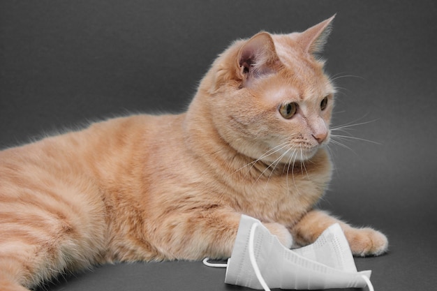 Gato rojo cerca de la máscara médica.