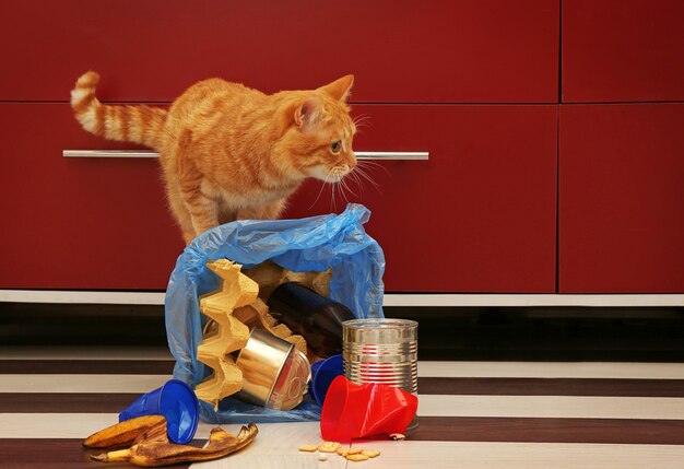 Gato rojo en la cesta de basura completamente invertida en el piso de la cocina