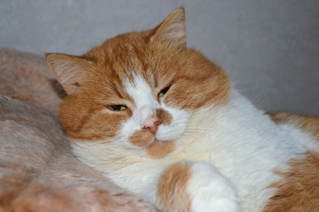 Gato rojo claro sobre una sábana blanca luz desde la ventana Un hermoso gato jengibre yace