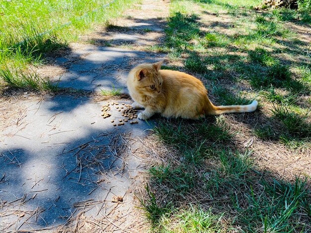 Gato rojo come comida en el parque