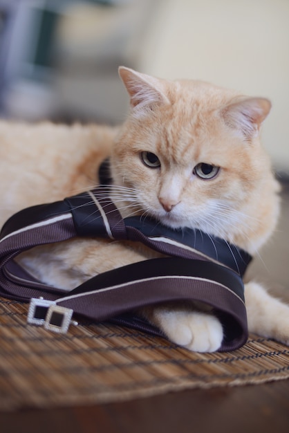 Gato rojo en corbata de hombre con gemelos en la habitación.