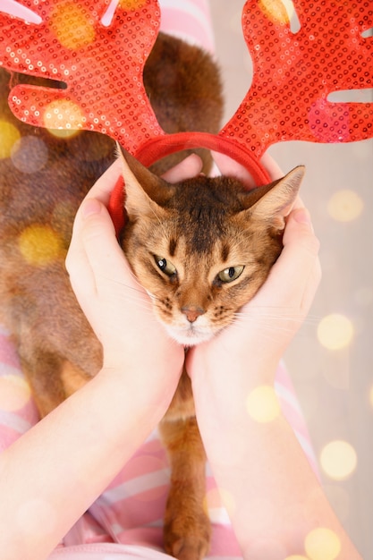 Gato en rojo cornamentas de renos de Navidad se sienta en sus brazos. Con luces bokeh.