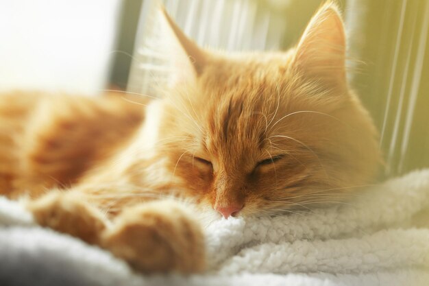 Gato rojo descansando en el interior