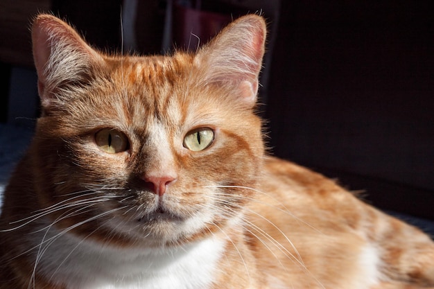 gato rojo doméstico. mascota