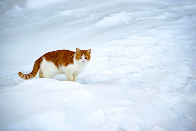 El gato rojo doméstico salió a caminar en la nieve recién caída. El gato no le teme al frío.