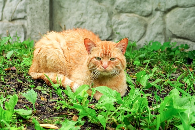 gato rojo doméstico yace en la hierba