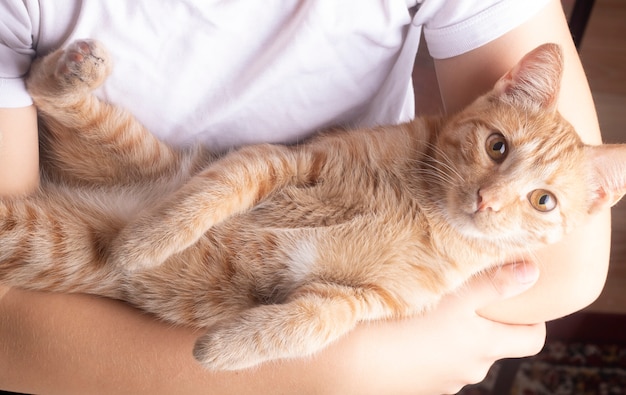 Gato rojo durmiendo en manos del niño, sosteniendo gatito jengibre