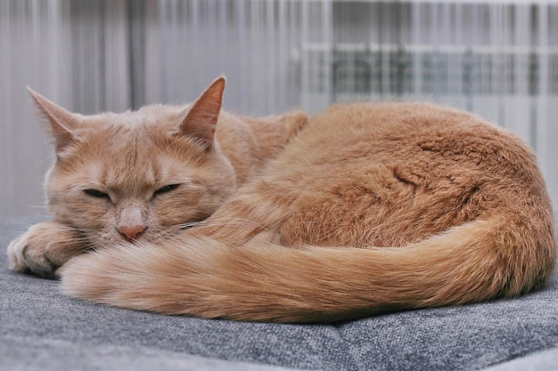 Un gato rojo durmiendo la siesta en un sofá gris.