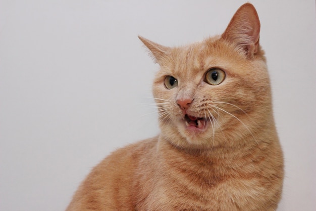 Un gato rojo enojado con la boca abierta. Una mascota peligrosa.