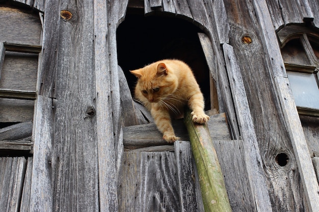 El gato rojo se escapa por la ventana vieja