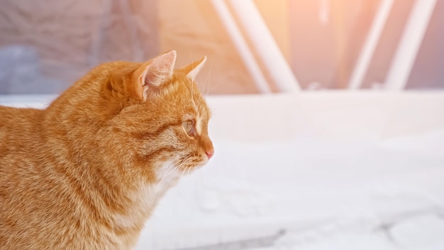 El gato rojo y esponjoso camina sobre la nieve blanca contra los árboles en invierno